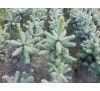Ель колючая Глаука Кейбаб (Glauca Kaibab) С2